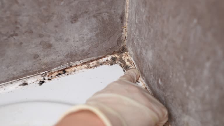 Reliable Montauk, NY Mold Removal Solutions